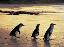 Phillip Island Day Trip: Penguins, Beaches & Wildlife Guide